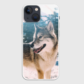 Чехол для iPhone 13 mini с принтом Волк и снег в Курске,  |  | wolf | wolfs | волк | волки | волчара | животные | звери | зима | лес | природа | снег