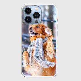 Чехол для iPhone 13 Pro с принтом Золотистый Ретривер в Курске,  |  | dog | животные | золотистый | золотой | пес | природа | ретривер | собака | собаки | собакчка | собачки