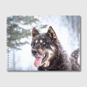 Альбом для рисования с принтом Сибирский Хаски в Курске, 100% бумага
 | матовая бумага, плотность 200 мг. | Тематика изображения на принте: dog | животные | зима | пес | природа | сибирский | снег | собака | собаки | собакчка | собачки | хаски