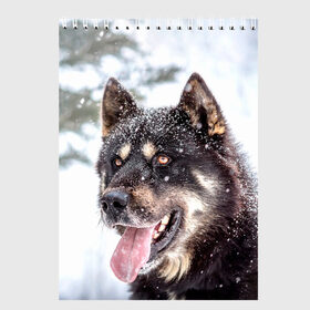 Скетчбук с принтом Сибирский Хаски в Курске, 100% бумага
 | 48 листов, плотность листов — 100 г/м2, плотность картонной обложки — 250 г/м2. Листы скреплены сверху удобной пружинной спиралью | Тематика изображения на принте: dog | животные | зима | пес | природа | сибирский | снег | собака | собаки | собакчка | собачки | хаски