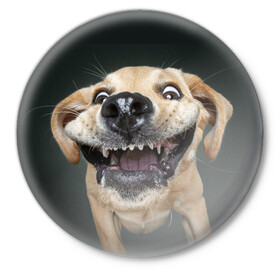 Значок с принтом Улыбающаяся Собака в Курске,  металл | круглая форма, металлическая застежка в виде булавки | Тематика изображения на принте: dog | зубы | лапы | мем | пес | прикол | слюни | смешные животные | собака | собачка | улыбающаяся собака | улыбка | щенок | юмор | язык