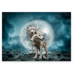 Поздравительная открытка с принтом Волки альбиносы в Курске, 100% бумага | плотность бумаги 280 г/м2, матовая, на обратной стороне линовка и место для марки
 | альбинос | волк | волки | волчата | волчонок | зверь