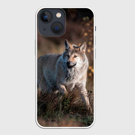Чехол для iPhone 13 mini с принтом WOLF в Курске,  |  | wolf | wolfs | волк | волки | волчара | животные | звери | лес | природа
