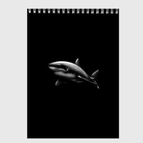 Скетчбук с принтом Акула в Курске, 100% бумага
 | 48 листов, плотность листов — 100 г/м2, плотность картонной обложки — 250 г/м2. Листы скреплены сверху удобной пружинной спиралью | акула | акулы | морские животные | рыбы | хищники