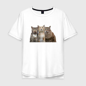 Мужская футболка хлопок Oversize с принтом удивленные коты в Курске, 100% хлопок | свободный крой, круглый ворот, “спинка” длиннее передней части | Тематика изображения на принте: котики | надписи | прикол | удивление | черный кот