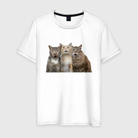 Мужская футболка хлопок с принтом удивленные коты в Курске, 100% хлопок | прямой крой, круглый вырез горловины, длина до линии бедер, слегка спущенное плечо. | котики | надписи | прикол | удивление | черный кот
