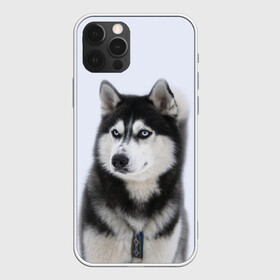 Чехол для iPhone 12 Pro с принтом ХАСКИ в Курске, силикон | область печати: задняя сторона чехла, без боковых панелей | Тематика изображения на принте: dog | husky | милый | пес | песик | собака | собачка | хаски | щенок