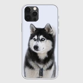 Чехол для iPhone 12 Pro Max с принтом ХАСКИ в Курске, Силикон |  | dog | husky | милый | пес | песик | собака | собачка | хаски | щенок