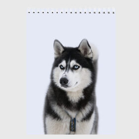 Скетчбук с принтом ХАСКИ в Курске, 100% бумага
 | 48 листов, плотность листов — 100 г/м2, плотность картонной обложки — 250 г/м2. Листы скреплены сверху удобной пружинной спиралью | Тематика изображения на принте: dog | husky | милый | пес | песик | собака | собачка | хаски | щенок