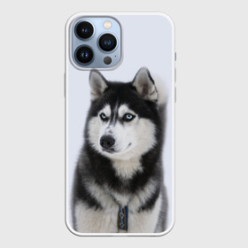 Чехол для iPhone 13 Pro Max с принтом ХАСКИ в Курске,  |  | dog | husky | милый | пес | песик | собака | собачка | хаски | щенок