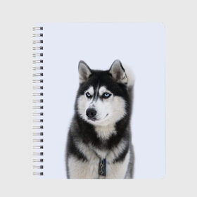Тетрадь с принтом ХАСКИ в Курске, 100% бумага | 48 листов, плотность листов — 60 г/м2, плотность картонной обложки — 250 г/м2. Листы скреплены сбоку удобной пружинной спиралью. Уголки страниц и обложки скругленные. Цвет линий — светло-серый
 | Тематика изображения на принте: dog | husky | милый | пес | песик | собака | собачка | хаски | щенок
