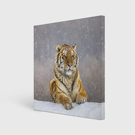 Холст квадратный с принтом ТИГР ЗИМОЙ в Курске, 100% ПВХ |  | tiger | амурский | бенгальский | дикий | зима | зимой | кошка | крупная | полосатый | тигр | тигренок | тигрица