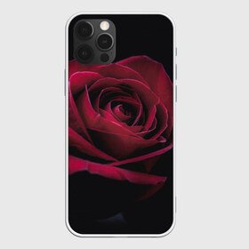 Чехол для iPhone 12 Pro Max с принтом роза в Курске, Силикон |  | Тематика изображения на принте: гибридная роза | красная роза | роза | чайная роза | черная роза