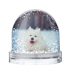 Снежный шар с принтом САМОЕД в Курске, Пластик | Изображение внутри шара печатается на глянцевой фотобумаге с двух сторон | animals | dog | winter | домашние | друг | животные | звери | зима | лайка | пес | песель | природа | пушистый | самоед | собаки | собачка | хаски