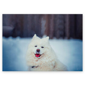 Поздравительная открытка с принтом САМОЕД в Курске, 100% бумага | плотность бумаги 280 г/м2, матовая, на обратной стороне линовка и место для марки
 | animals | dog | winter | домашние | друг | животные | звери | зима | лайка | пес | песель | природа | пушистый | самоед | собаки | собачка | хаски
