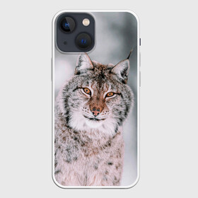 Чехол для iPhone 13 mini с принтом Рысь в Курске,  |  | cat | животные | звири | кис | киска | кот | котейка | котик | коты | котяра | кошка | кошки | природа | рысь