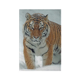 Обложка для паспорта матовая кожа с принтом Тигр в Курске, натуральная матовая кожа | размер 19,3 х 13,7 см; прозрачные пластиковые крепления | животное | животные | звери | зверь | зима | кот | кошка | природа | снег | тигр | тигра | тигры | хищник | хищники