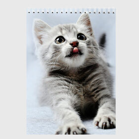 Скетчбук с принтом серый котенок в Курске, 100% бумага
 | 48 листов, плотность листов — 100 г/м2, плотность картонной обложки — 250 г/м2. Листы скреплены сверху удобной пружинной спиралью | grey kitten | kitten | котенок | милый котенок | серый котенок