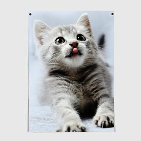 Постер с принтом серый котенок в Курске, 100% бумага
 | бумага, плотность 150 мг. Матовая, но за счет высокого коэффициента гладкости имеет небольшой блеск и дает на свету блики, но в отличии от глянцевой бумаги не покрыта лаком | grey kitten | kitten | котенок | милый котенок | серый котенок