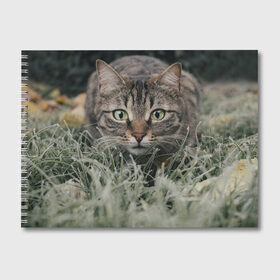 Альбом для рисования с принтом Кошка в Курске, 100% бумага
 | матовая бумага, плотность 200 мг. | животное | животные | звери | зверь | киса | киска | киски | кот | котики | коты | кошка | питомец | питомцы | природа | хищник | хищники