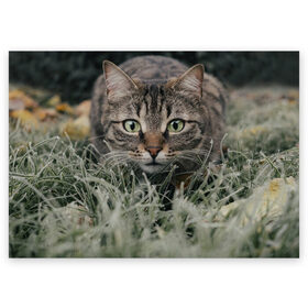 Поздравительная открытка с принтом Кошка в Курске, 100% бумага | плотность бумаги 280 г/м2, матовая, на обратной стороне линовка и место для марки
 | животное | животные | звери | зверь | киса | киска | киски | кот | котики | коты | кошка | питомец | питомцы | природа | хищник | хищники