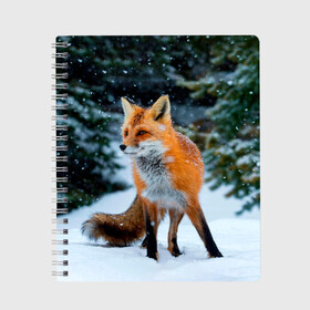 Тетрадь с принтом Лиса в зимнем лесу в Курске, 100% бумага | 48 листов, плотность листов — 60 г/м2, плотность картонной обложки — 250 г/м2. Листы скреплены сбоку удобной пружинной спиралью. Уголки страниц и обложки скругленные. Цвет линий — светло-серый
 | Тематика изображения на принте: fox | foxy | в | животные | звери | зима | зимний | зимняя | лес | лиса | лисичка | лисы | природа | снег | снежная