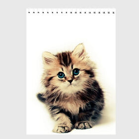 Скетчбук с принтом катёнок в Курске, 100% бумага
 | 48 листов, плотность листов — 100 г/м2, плотность картонной обложки — 250 г/м2. Листы скреплены сверху удобной пружинной спиралью | cute kitten | kitten | котёнок | красивый котёнок | милый котёнок