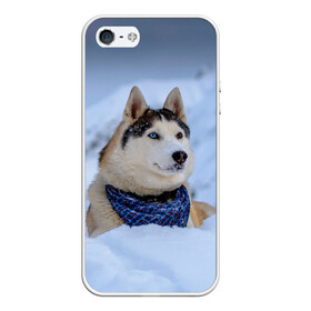 Чехол для iPhone 5/5S матовый с принтом Хаски в Курске, Силикон | Область печати: задняя сторона чехла, без боковых панелей | dog | животные | пес | природа | собака | собаки | собакчка | собачки | хаски