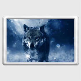 Магнит 45*70 с принтом Красивый волк в Курске, Пластик | Размер: 78*52 мм; Размер печати: 70*45 | wolf | ауф | волк | волчонок | зима | синеглазый волк