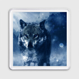 Магнит 55*55 с принтом Красивый волк в Курске, Пластик | Размер: 65*65 мм; Размер печати: 55*55 мм | wolf | ауф | волк | волчонок | зима | синеглазый волк