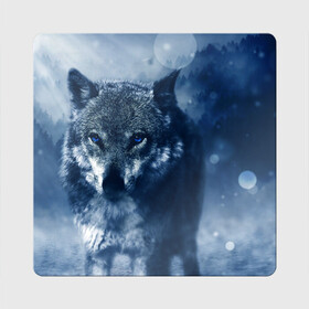 Магнит виниловый Квадрат с принтом Красивый волк в Курске, полимерный материал с магнитным слоем | размер 9*9 см, закругленные углы | Тематика изображения на принте: wolf | ауф | волк | волчонок | зима | синеглазый волк