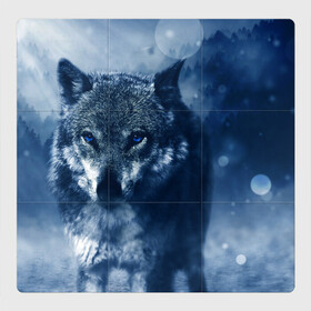 Магнитный плакат 3Х3 с принтом Красивый волк в Курске, Полимерный материал с магнитным слоем | 9 деталей размером 9*9 см | wolf | ауф | волк | волчонок | зима | синеглазый волк