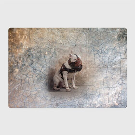 Магнитный плакат 3Х2 с принтом Бойцовый бультерьер в Курске, Полимерный материал с магнитным слоем | 6 деталей размером 9*9 см | Тематика изображения на принте: bull terrier | dog | ears | eyes | muzzle | paws | plaster | texture | wall | бультерьер | глаза | лапы | намордник | пёс | собака | стена | текстура | уши | штукатурка