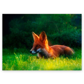 Поздравительная открытка с принтом Рыжая лиса в Курске, 100% бумага | плотность бумаги 280 г/м2, матовая, на обратной стороне линовка и место для марки
 | fox | foxy | животное | звери | лиса | лисенок | лисичка | милая | рыжая | фокс