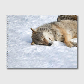 Альбом для рисования с принтом Спящий Волк в Курске, 100% бумага
 | матовая бумага, плотность 200 мг. | animals | wolf | волк | волки | животные | звери | зверь | одиночество | одиночка | пёс | собака | спящий волк