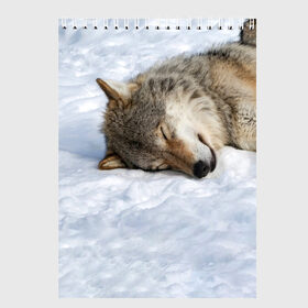 Скетчбук с принтом Спящий Волк в Курске, 100% бумага
 | 48 листов, плотность листов — 100 г/м2, плотность картонной обложки — 250 г/м2. Листы скреплены сверху удобной пружинной спиралью | animals | wolf | волк | волки | животные | звери | зверь | одиночество | одиночка | пёс | собака | спящий волк