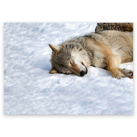 Поздравительная открытка с принтом Спящий Волк в Курске, 100% бумага | плотность бумаги 280 г/м2, матовая, на обратной стороне линовка и место для марки
 | animals | wolf | волк | волки | животные | звери | зверь | одиночество | одиночка | пёс | собака | спящий волк