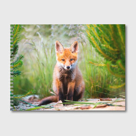 Альбом для рисования с принтом Лисичка в Курске, 100% бумага
 | матовая бумага, плотность 200 мг. | Тематика изображения на принте: fox | foxy | животное | звери | лиса | лисенок | лисичка | милая | рыжая | фокс