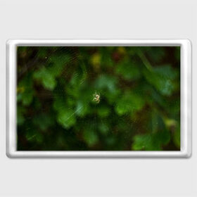 Магнит 45*70 с принтом Паучок в Курске, Пластик | Размер: 78*52 мм; Размер печати: 70*45 | spider | web | зелень | лес | макро | паук | паутина | природа