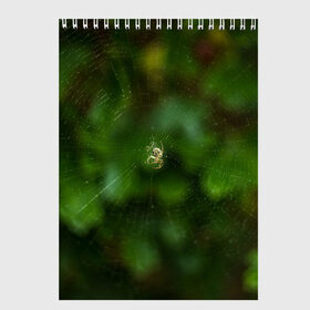 Скетчбук с принтом Паучок в Курске, 100% бумага
 | 48 листов, плотность листов — 100 г/м2, плотность картонной обложки — 250 г/м2. Листы скреплены сверху удобной пружинной спиралью | spider | web | зелень | лес | макро | паук | паутина | природа