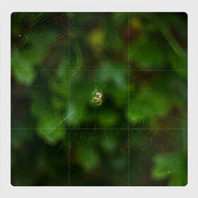 Магнитный плакат 3Х3 с принтом Паучок в Курске, Полимерный материал с магнитным слоем | 9 деталей размером 9*9 см | spider | web | зелень | лес | макро | паук | паутина | природа