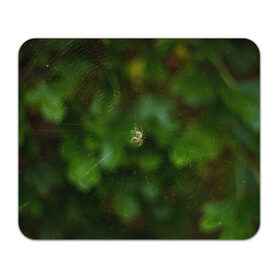 Коврик для мышки прямоугольный с принтом Паучок в Курске, натуральный каучук | размер 230 х 185 мм; запечатка лицевой стороны | spider | web | зелень | лес | макро | паук | паутина | природа