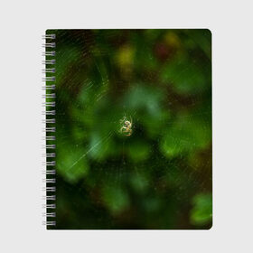 Тетрадь с принтом Паучок в Курске, 100% бумага | 48 листов, плотность листов — 60 г/м2, плотность картонной обложки — 250 г/м2. Листы скреплены сбоку удобной пружинной спиралью. Уголки страниц и обложки скругленные. Цвет линий — светло-серый
 | spider | web | зелень | лес | макро | паук | паутина | природа