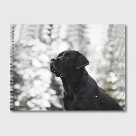 Альбом для рисования с принтом Лабрадор Марк в Курске, 100% бумага
 | матовая бумага, плотность 200 мг. | Тематика изображения на принте: dog | winter | животные | зима | лабрадор | лабрадор ретривер | снег | собака