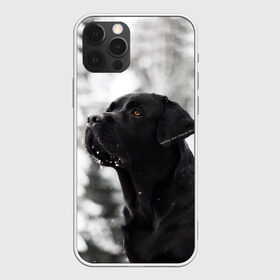 Чехол для iPhone 12 Pro Max с принтом Лабрадор Марк в Курске, Силикон |  | dog | winter | животные | зима | лабрадор | лабрадор ретривер | снег | собака