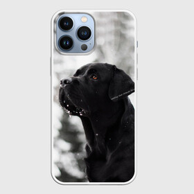 Чехол для iPhone 13 Pro Max с принтом Лабрадор Марк в Курске,  |  | dog | winter | животные | зима | лабрадор | лабрадор ретривер | снег | собака