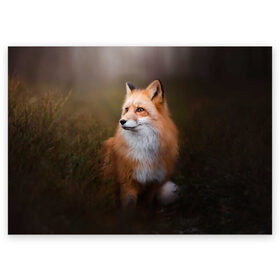 Поздравительная открытка с принтом Лиса-охотница в Курске, 100% бумага | плотность бумаги 280 г/м2, матовая, на обратной стороне линовка и место для марки
 | fox | foxy | животное | звери | лиса | лисенок | лисичка | милая | рыжая | фокс