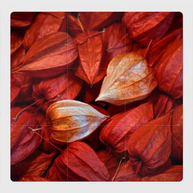 Магнитный плакат 3Х3 с принтом прекрасный красный физалис в Курске, Полимерный материал с магнитным слоем | 9 деталей размером 9*9 см | Тематика изображения на принте: красноватый | красные коробочки | красный | листья | осень | прикольный | природа | растения | текстура | теплый | фезалис | физалис | фонарики
