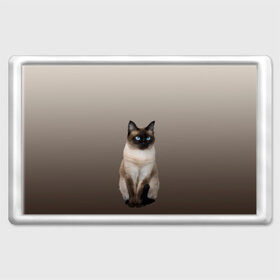 Магнит 45*70 с принтом Сиамский кот голубые глаза в Курске, Пластик | Размер: 78*52 мм; Размер печати: 70*45 | Тематика изображения на принте: арт | бежевый | градиент | киса | коричневый | кот | котейка | котенок | котик | котэ | кошка | реализм | сиамец | сиамский