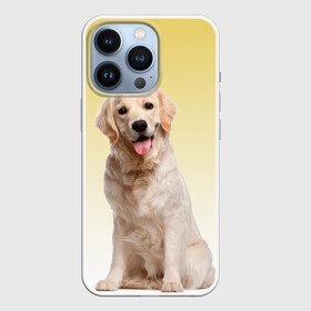 Чехол для iPhone 13 Pro с принтом Лабрадор ретривер пес в Курске,  |  | домашние любимцы | друг | животные | золотистый ретривер | лабрадор | пес | питомец | породистый | собака